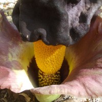 Amorphophallus paeoniifolius (Dennst.) Nicolson